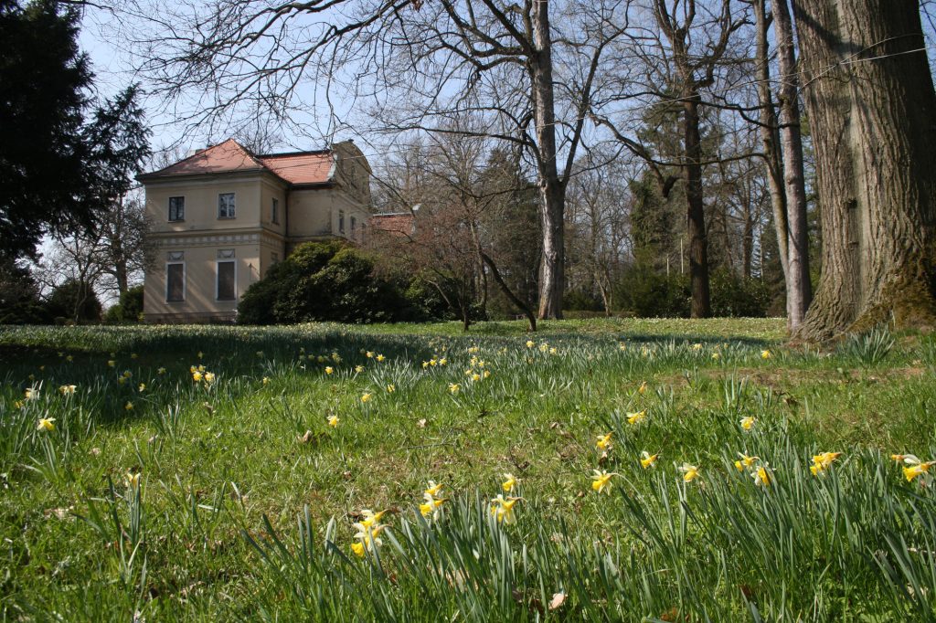 Frühling mit blühenden Narzissen im Schlosspark Tannenfeld, im Hintergrund das Schloss Tannenfeld