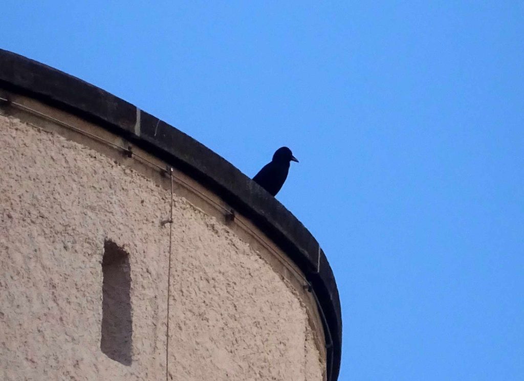 Dohle sitzt auf der Brüstung der Burg Posterstein
